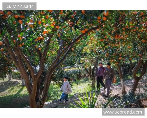 亲身体验果园采摘乐趣,探索秋日丰收的自然之美 亲身体验果园采摘乐趣,探索秋日丰收的自然之美